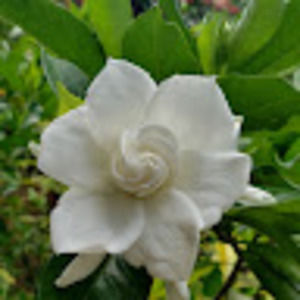 Meet your Posher, Catriona